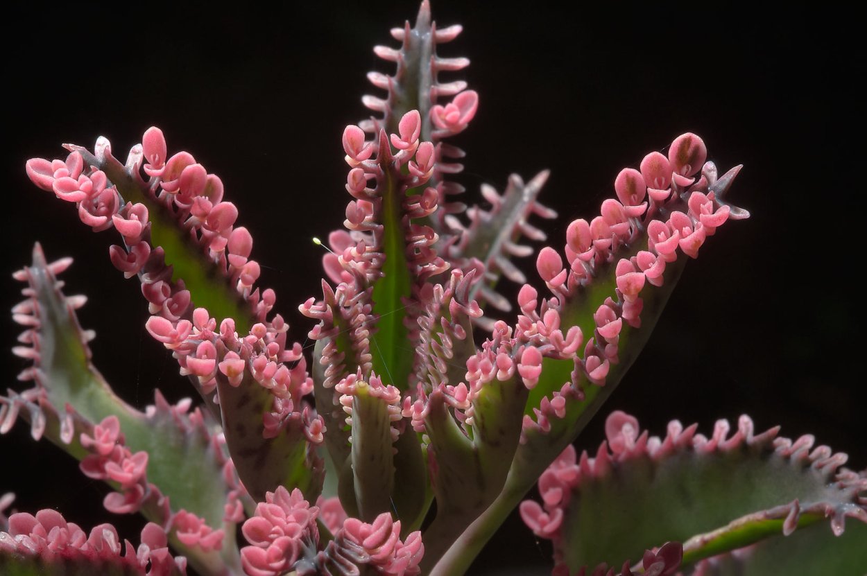 Каланхоэ Дегремона (Kalanchoe daigremontiana)