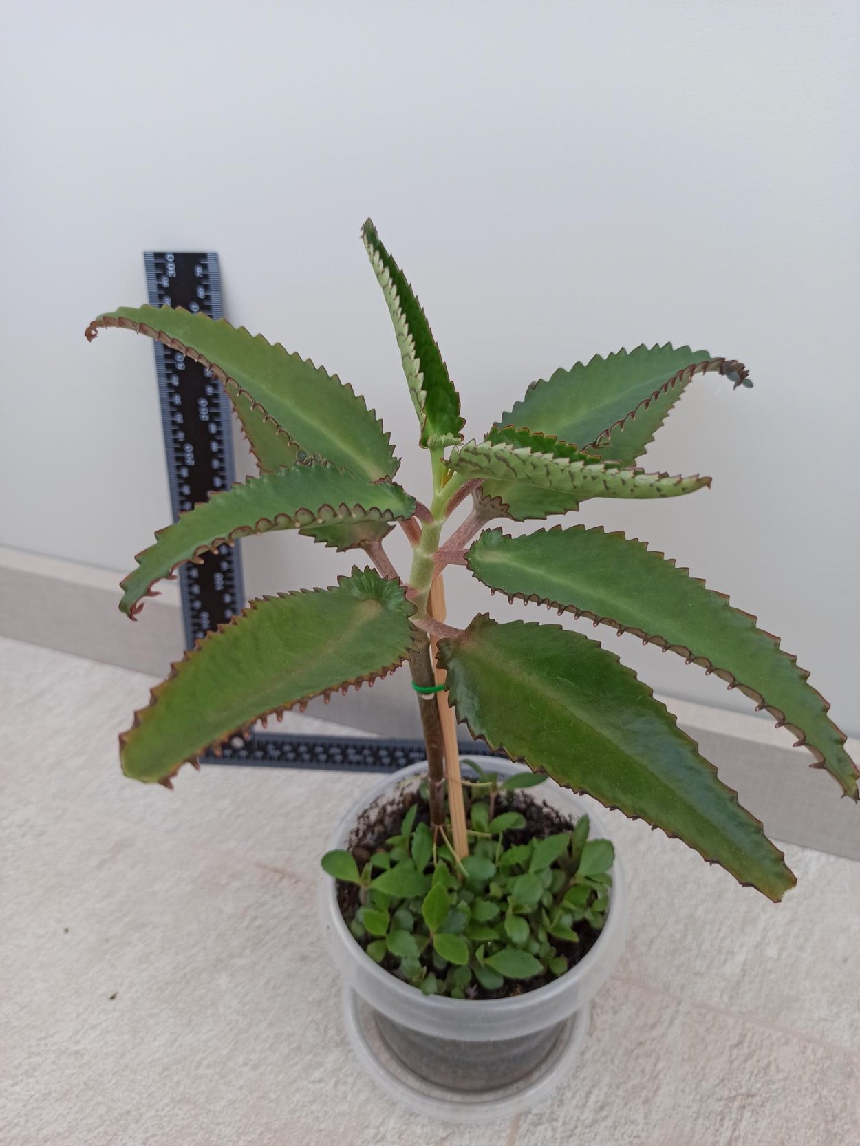 Цветы каланхоэ Дегремона