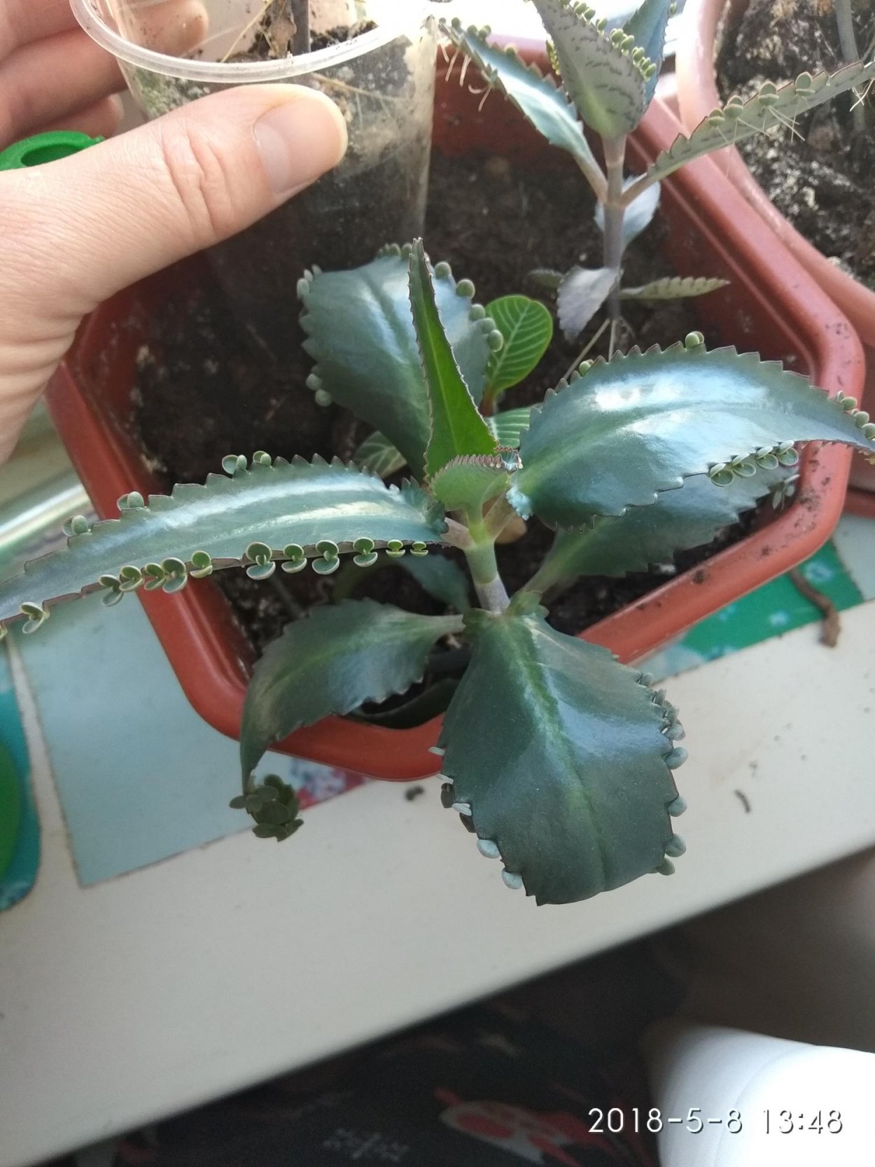 Каланхоэ пильчатолистное (Kalanchoe serratifolium)