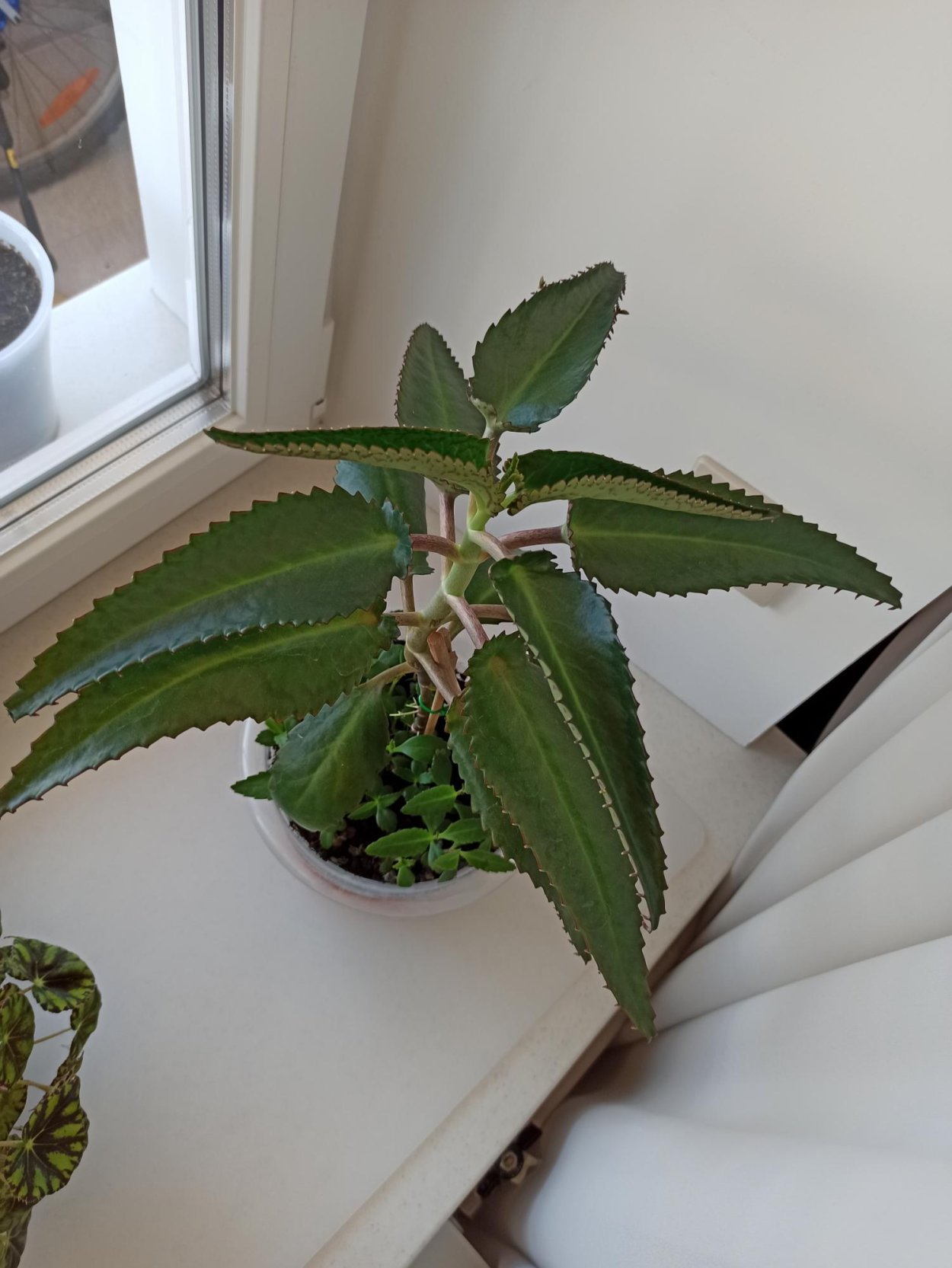 Бриофиллум Дегремона