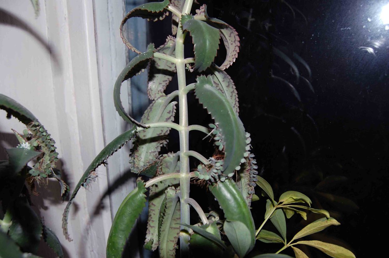 Каланхоэ с фиолетовыми листьями