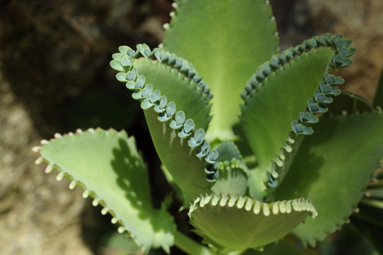 Каланхоэ пильчатолистное (Kalanchoe serratifolium)