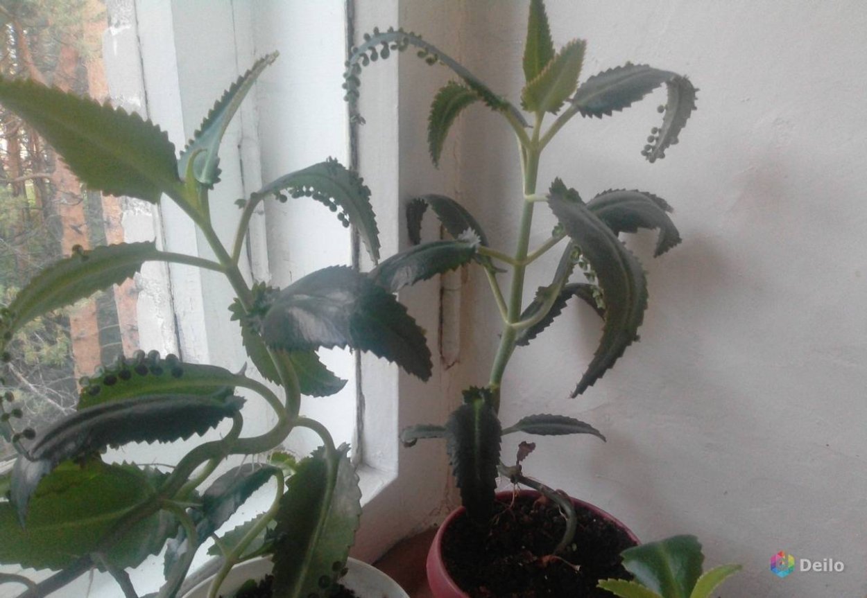 Каланхоэ Дегремона Пинк Баттерфляй