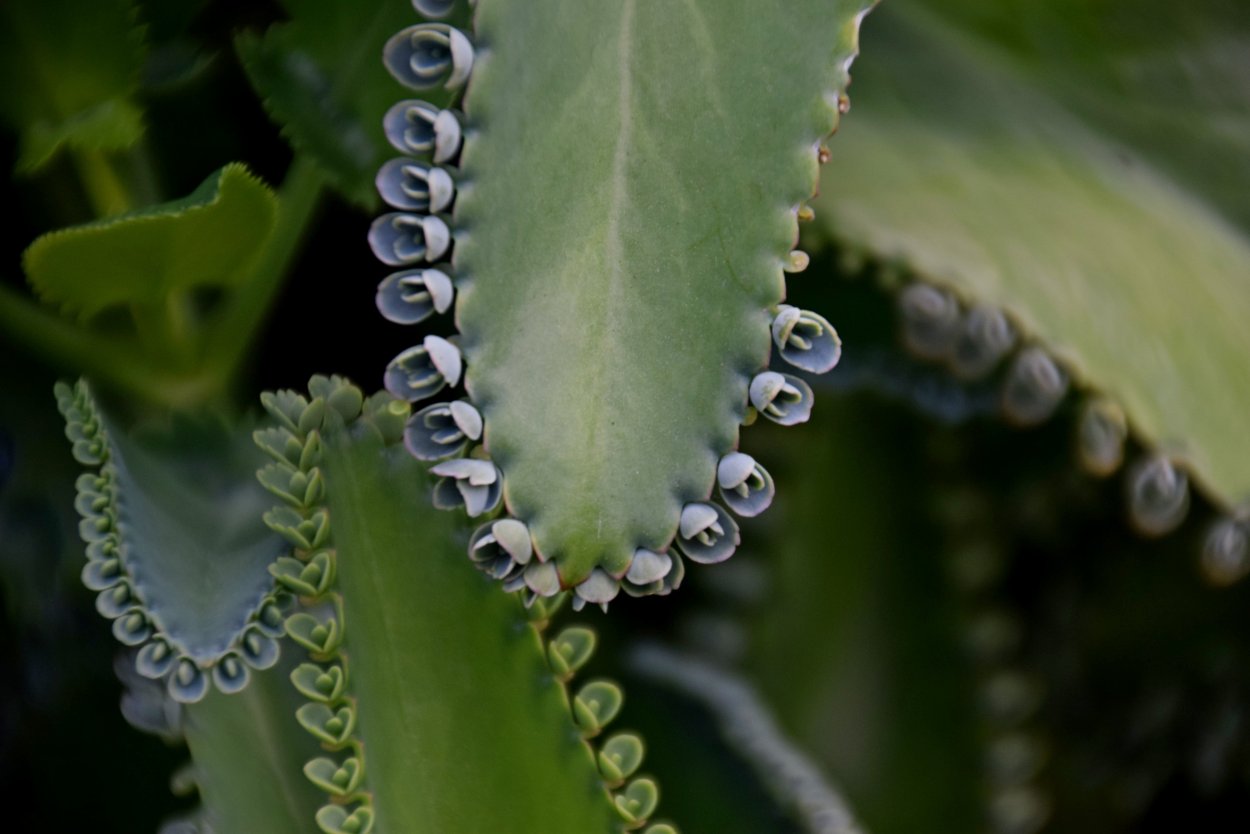 Каланхоэ Дегремона Kalanchoe daigremontiana бриофиллюм