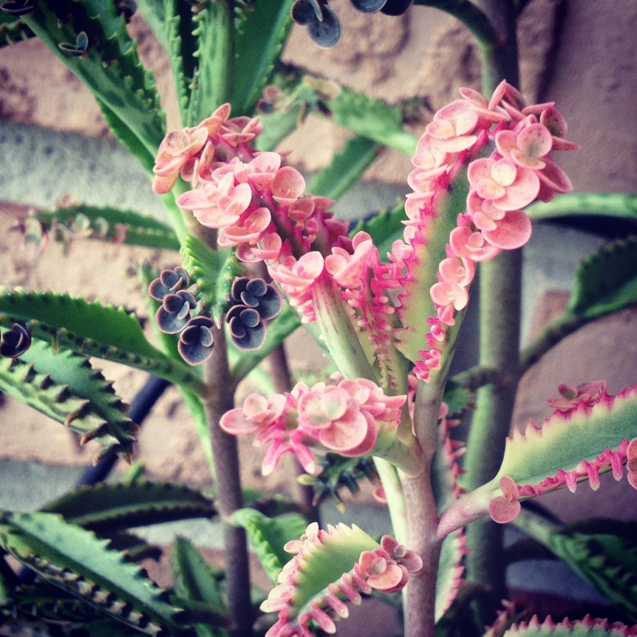 Каланхоэ Дегремона цветет