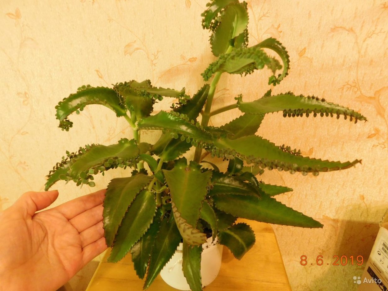 Дегремона каланхоэ рост по месяцам