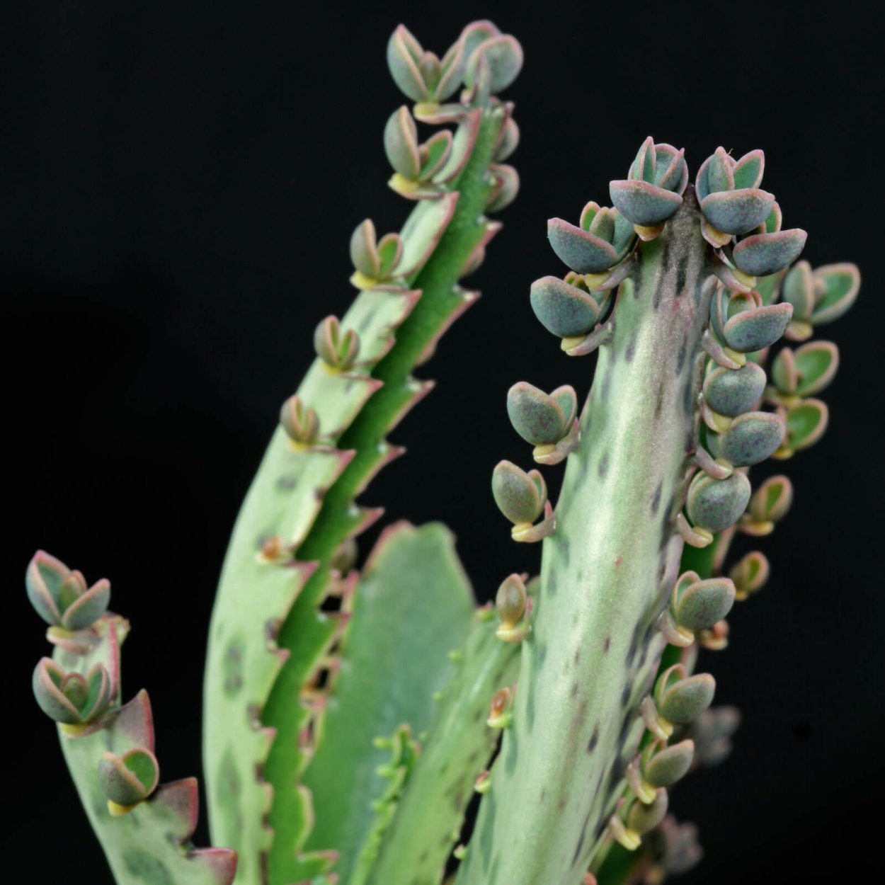 Каланхоэ Дегремона цветет