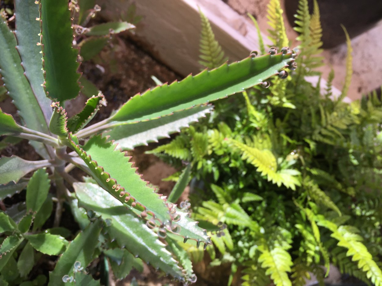 Каланхоэ бриофиллум Дегремона