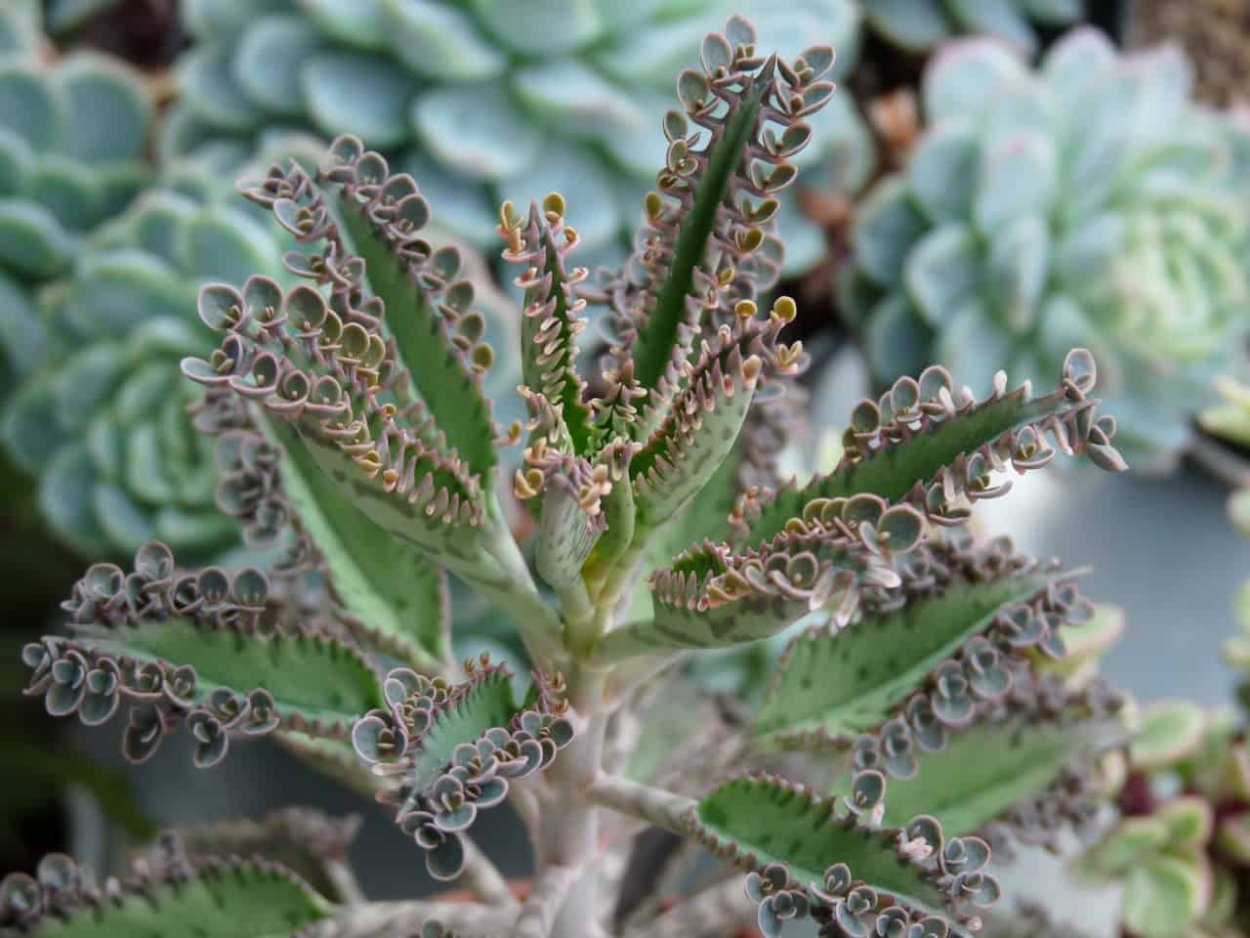 Каланхоэ Дегремона