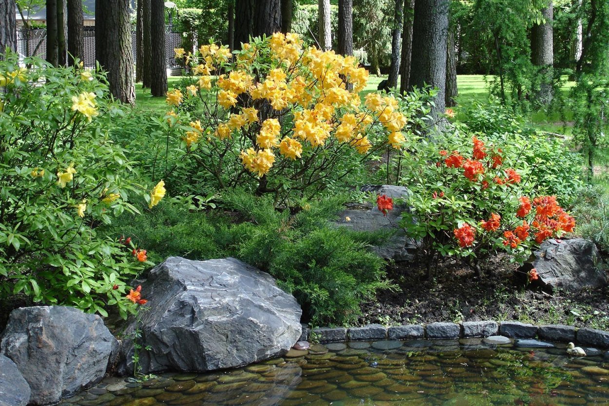 Рододендрон с хвойниками