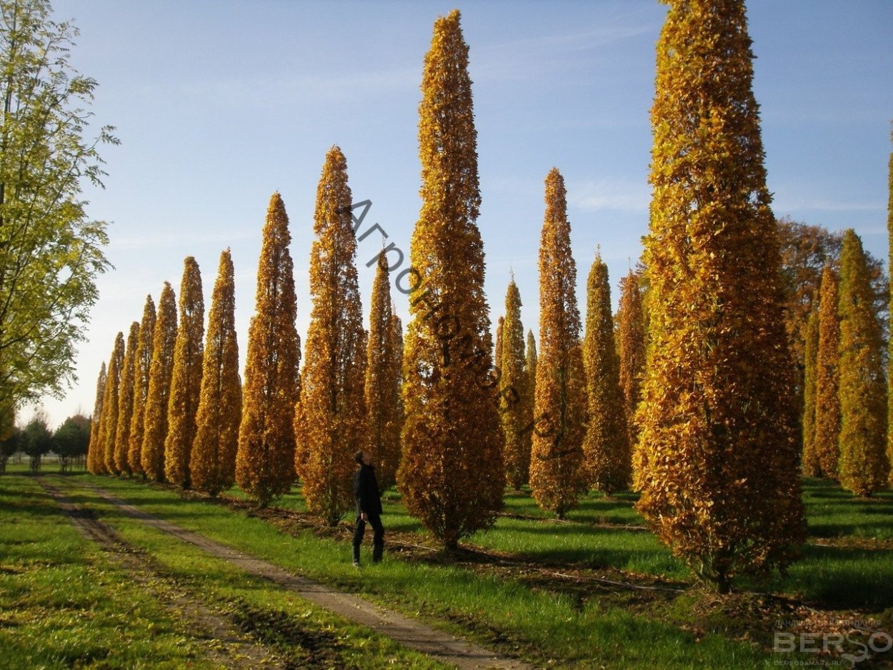Дуб черешчатый Quercus Robur 'Fastigiata'