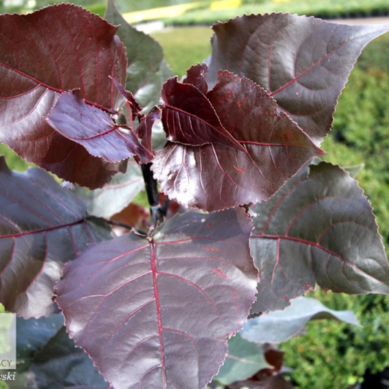 Populus deltoides (Тополь дельтовидный) 'Purple Tower'