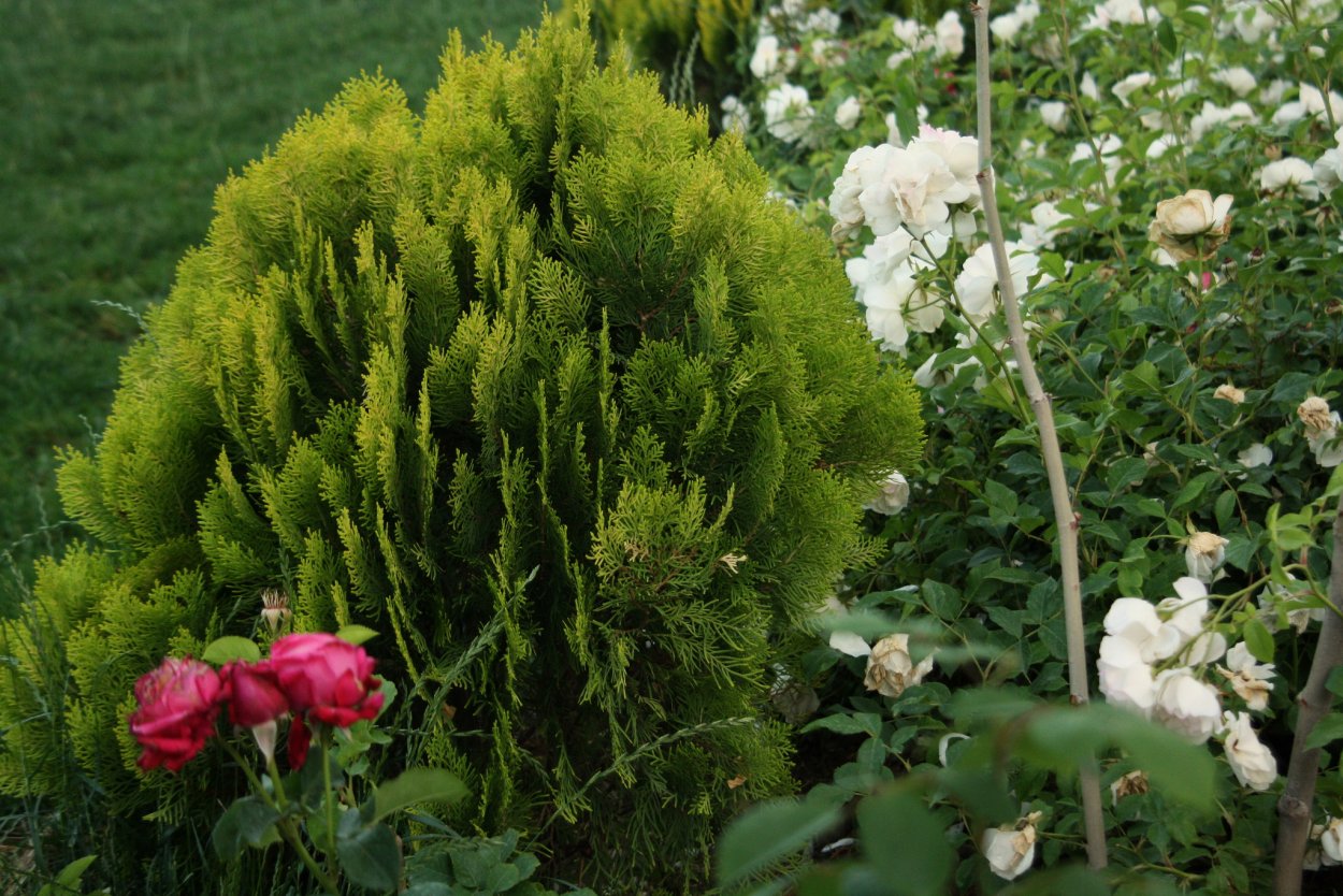 Роза и можжевельник туя