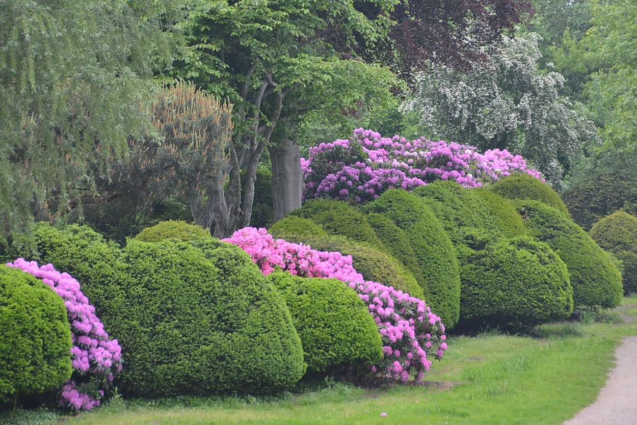 Азалия Живая изгородь