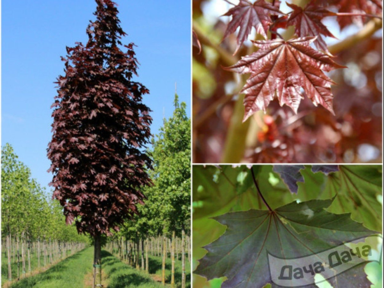 Тополь черный осокорь