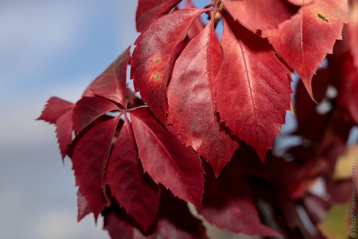 Теплое дерево