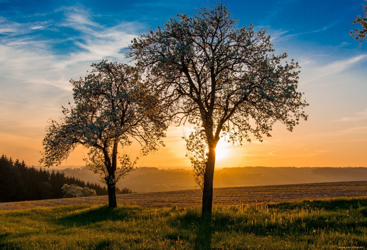 Клен остролистный Кримсон Кинг