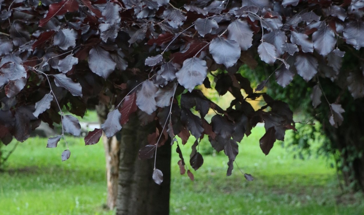 Тополь с красными лисиами