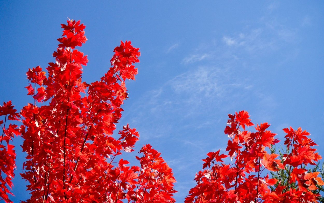 Бук Лесной Dawyck Purple