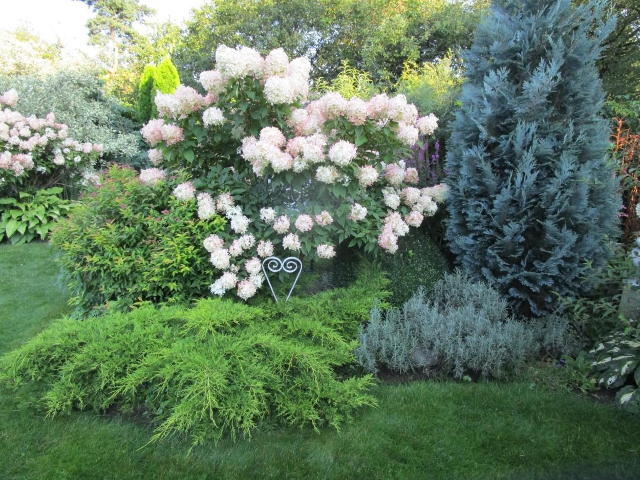 Можжевельник и гортензия метельчатая в ландшафтном