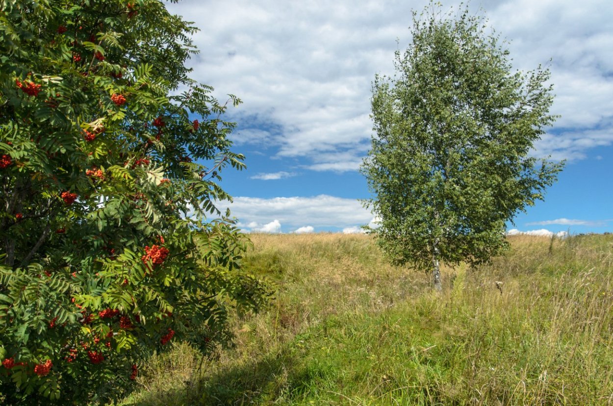 Дуб черешчатый Quercus Robur 'Fastigiata'