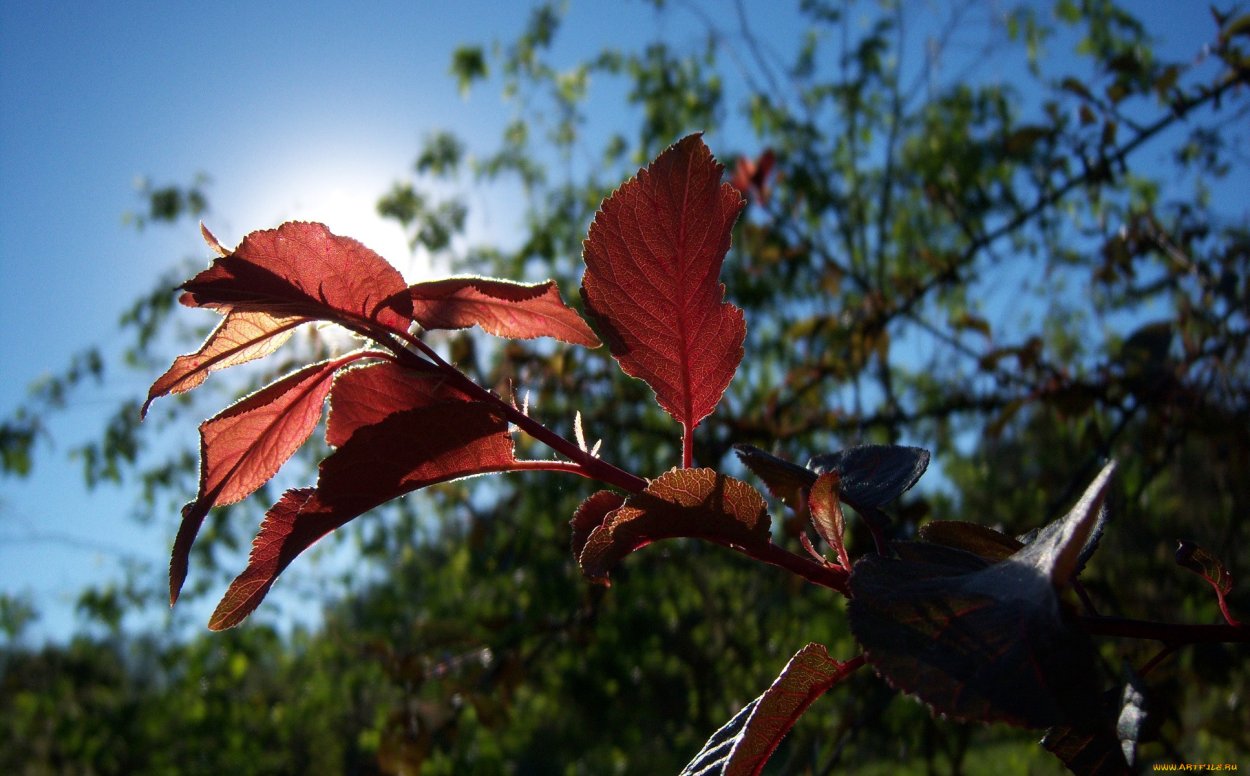 Purple Leaf Plum Prunus cerasifera