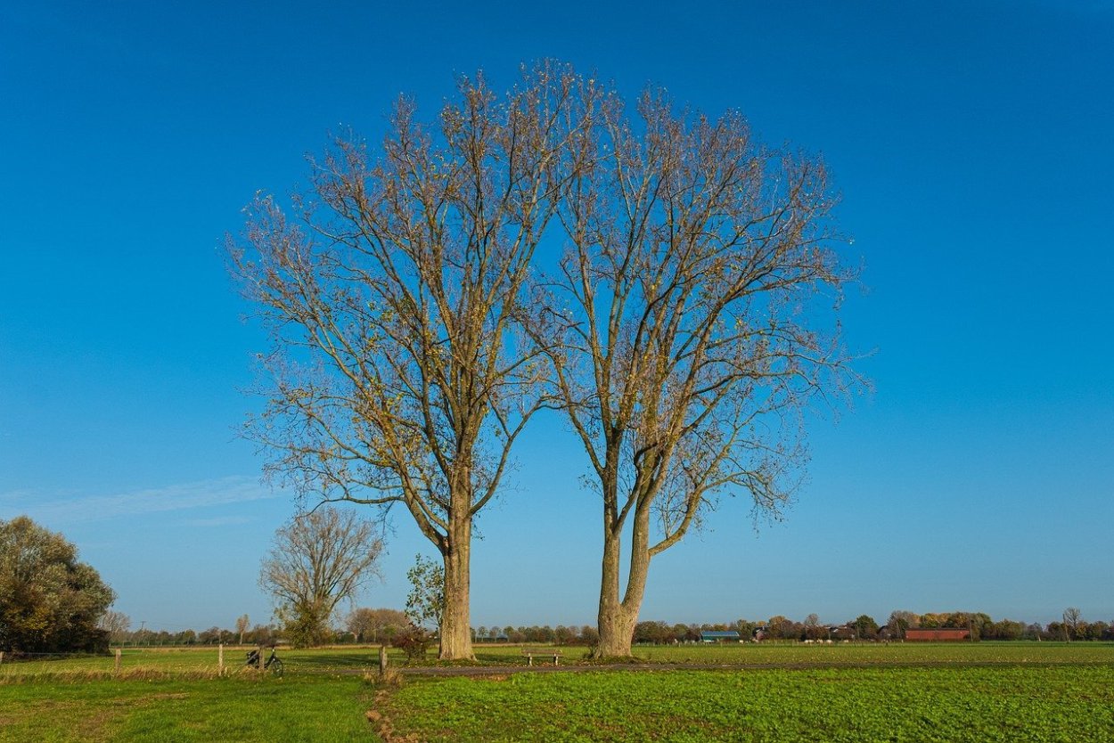 Тополь цветение сережки