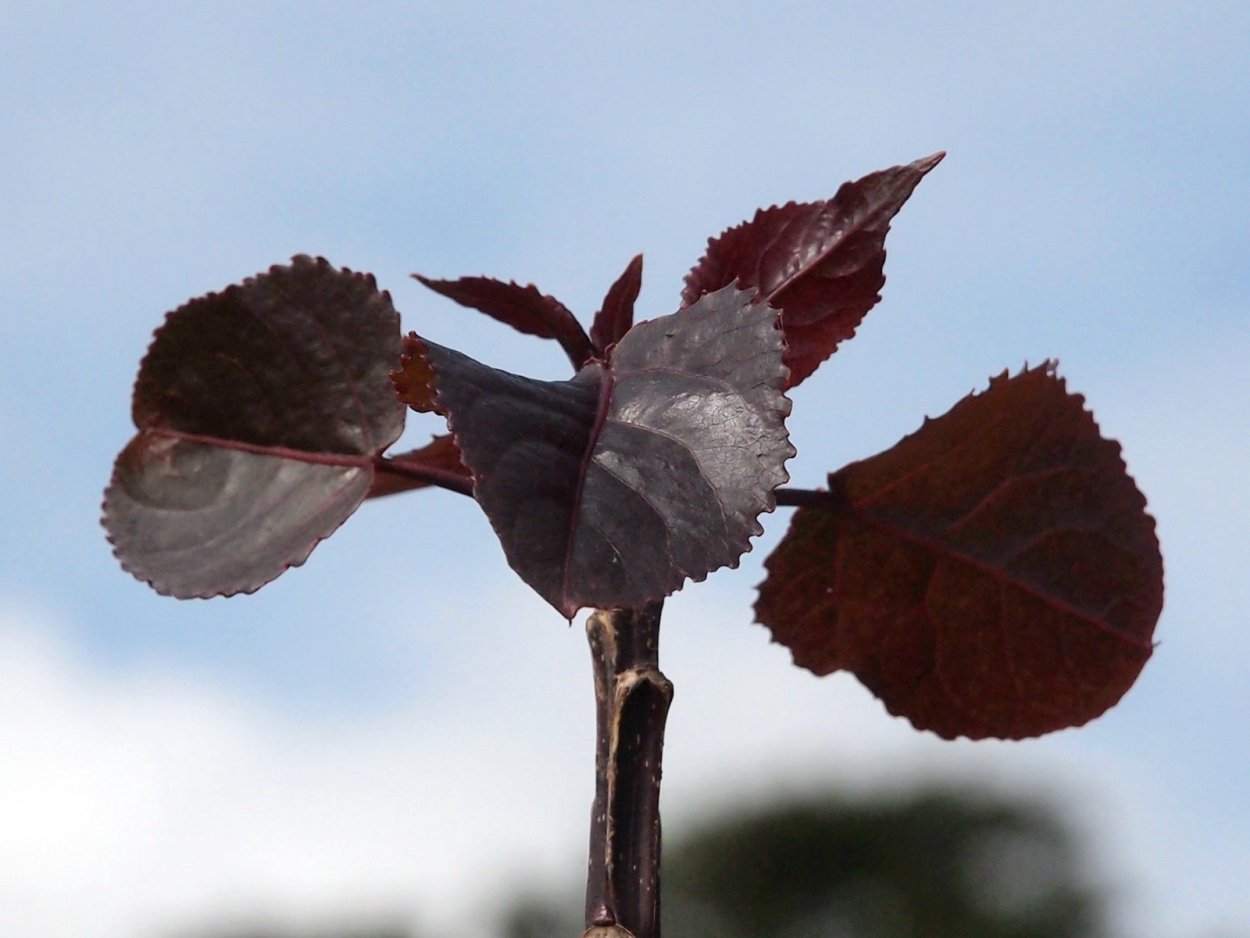Осенние листья черемухи
