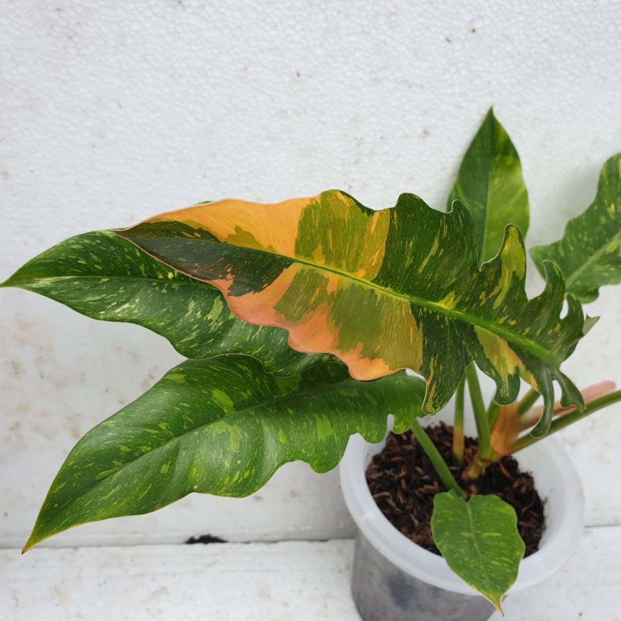 Филодендрон Harrow