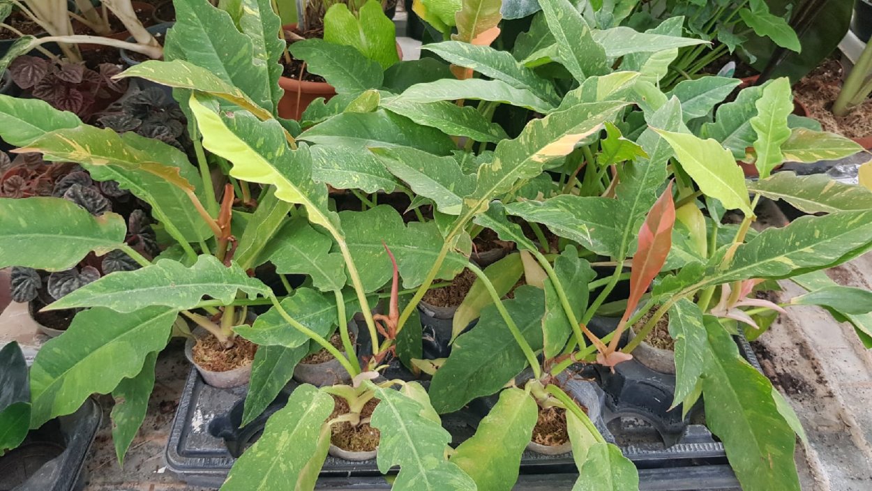 Филодендрон Блэк Кардинал Твист