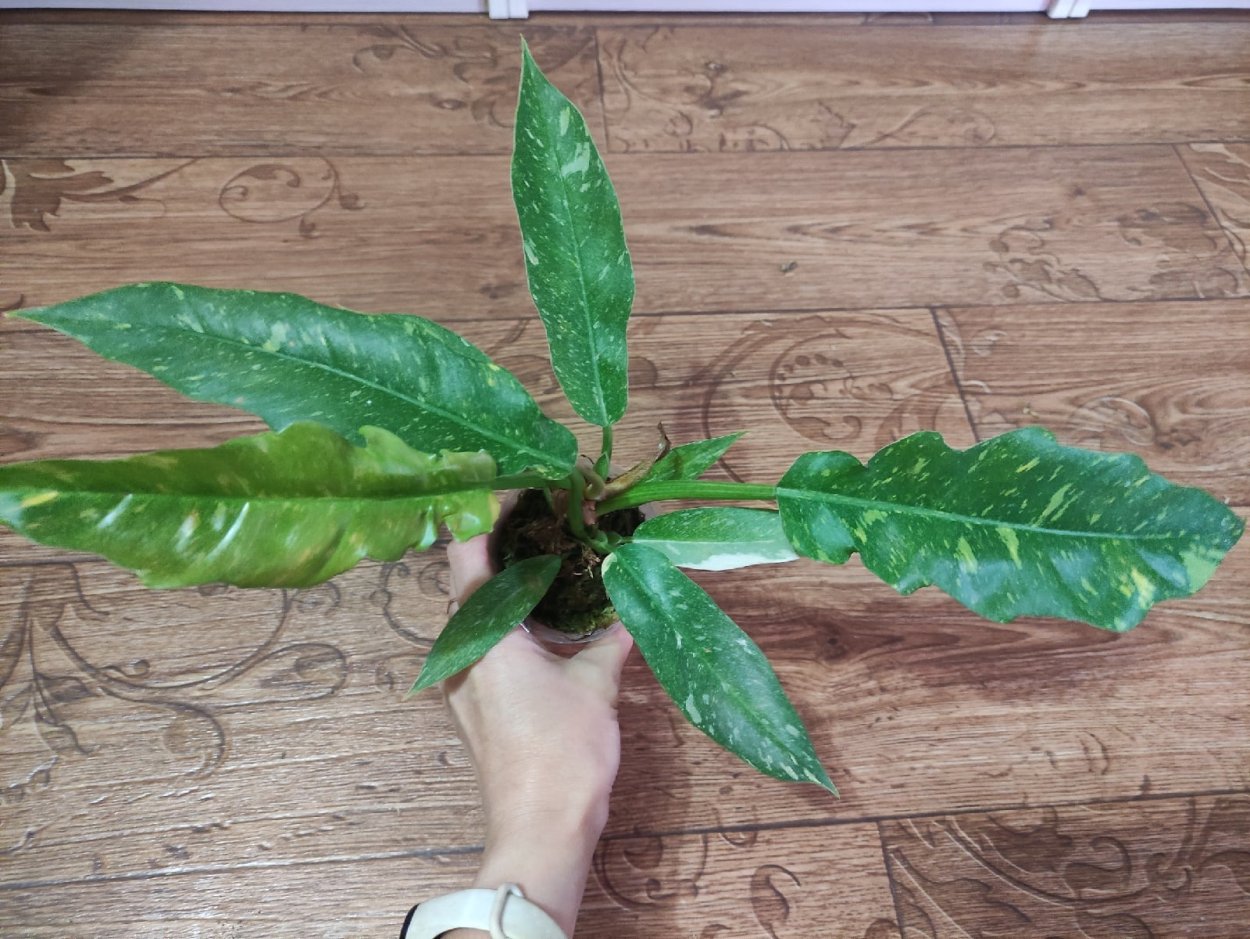 Филодендрон Пинк принцесс Воронеж