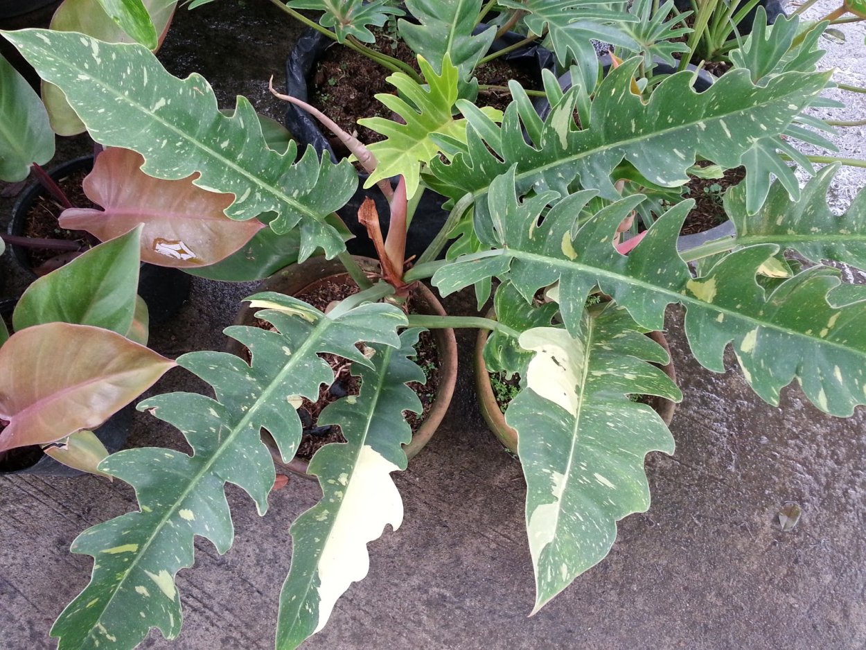 Филодендрон карамель Марбл