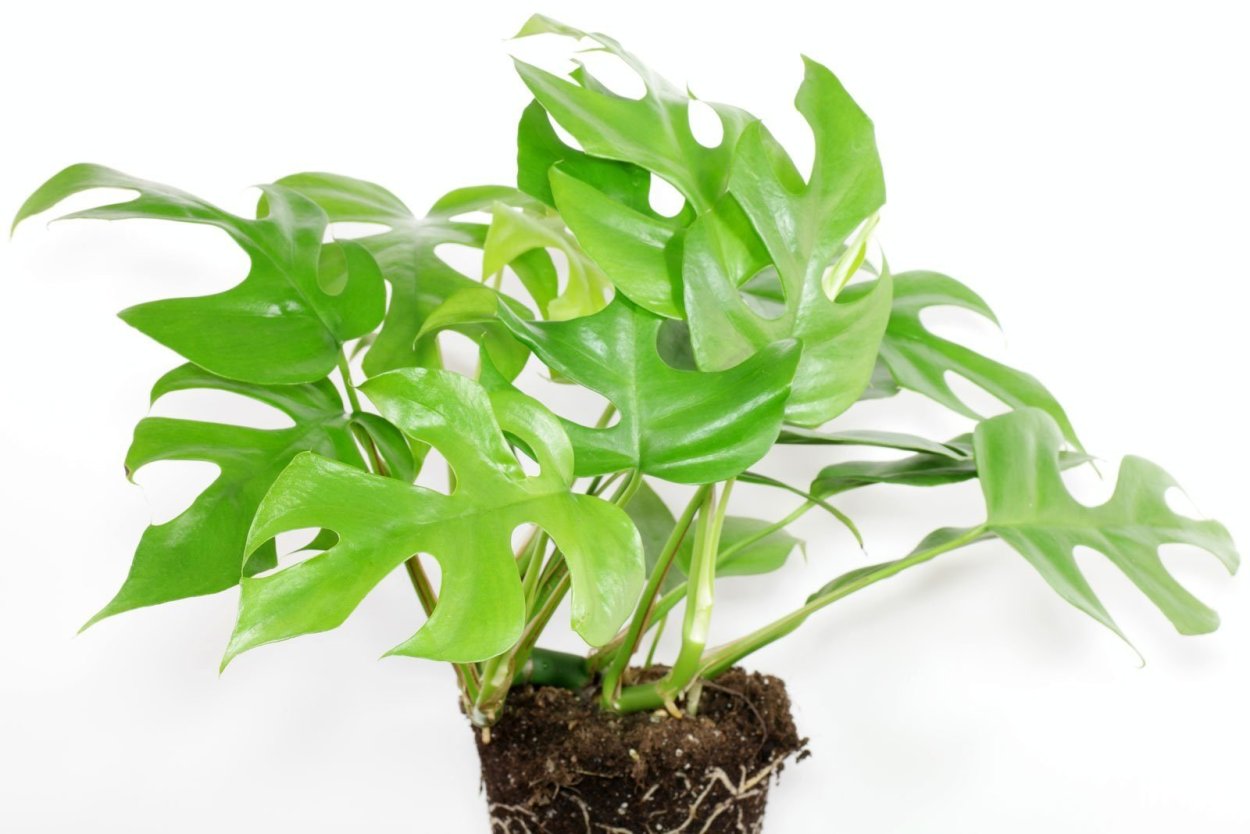 Филодендрон Джангл буги