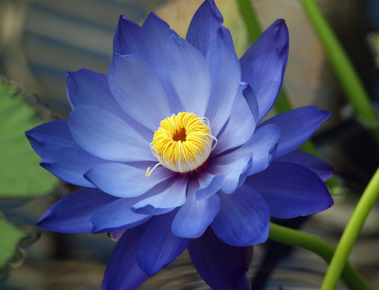 Роза чайно-гибридная Доминика