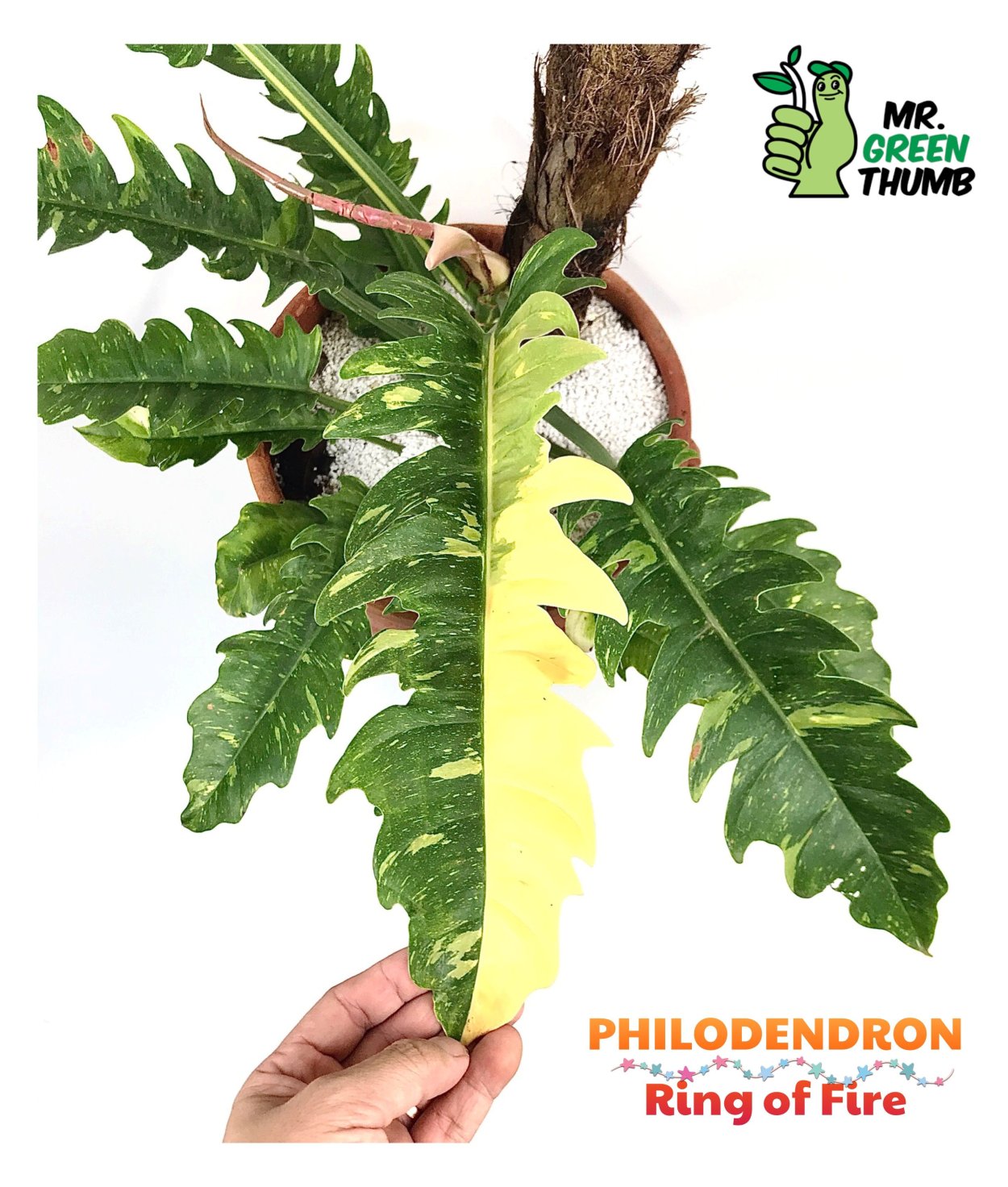 Филодендрон золотой крокодил