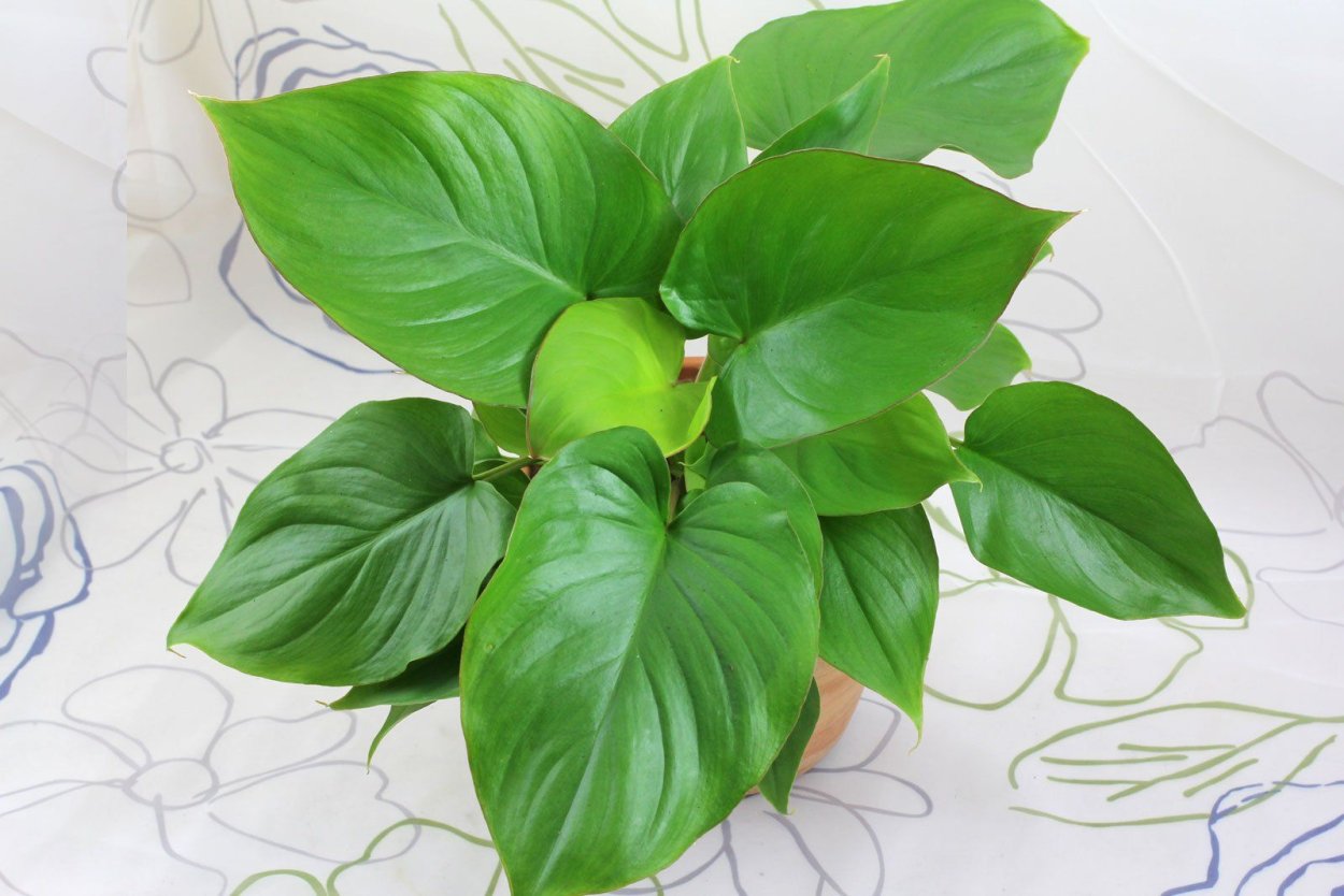 Рафидофора стебельчатая