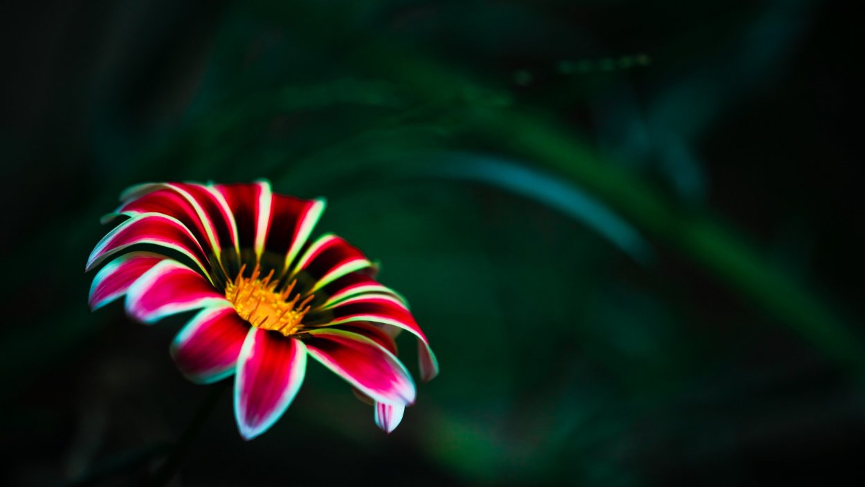 Большой красивый цветок