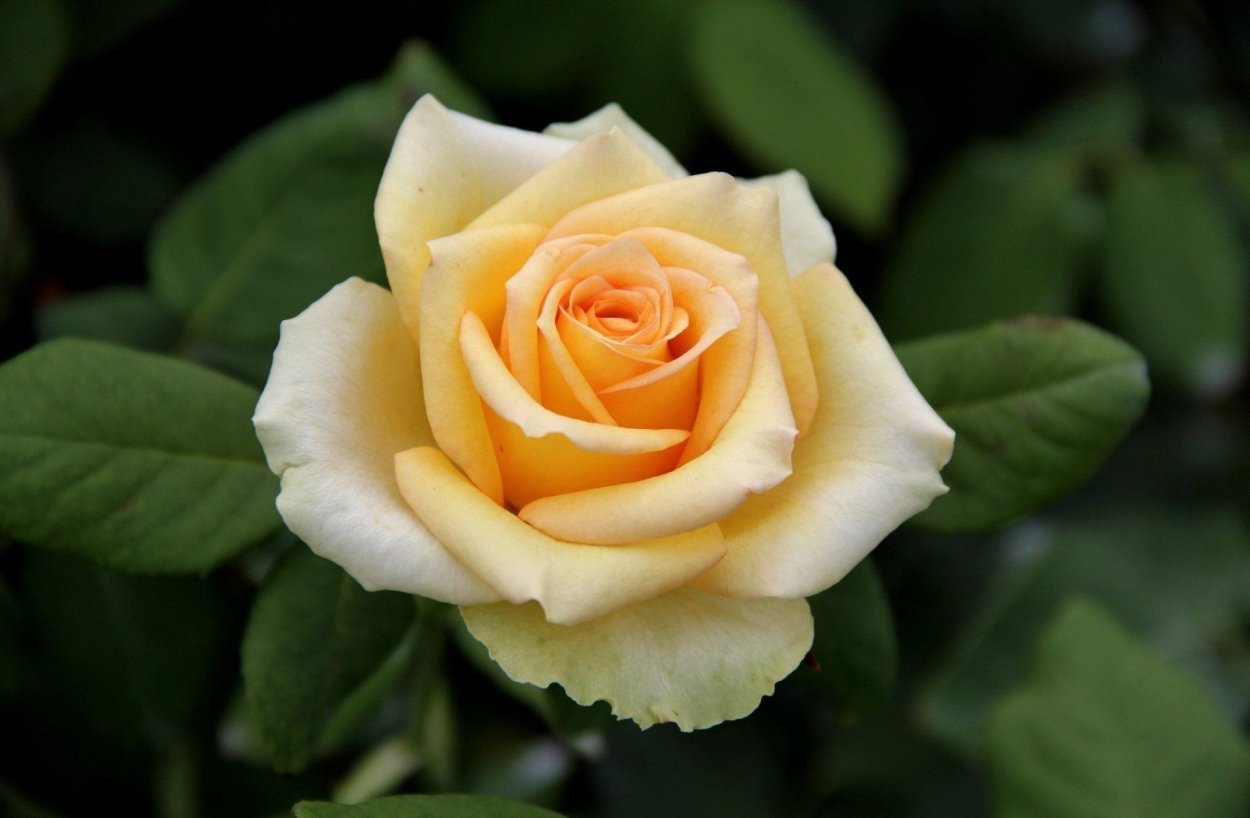 Красивый бутон цветка