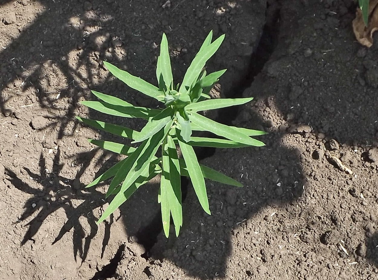Молочай Вальдштейна сорняк