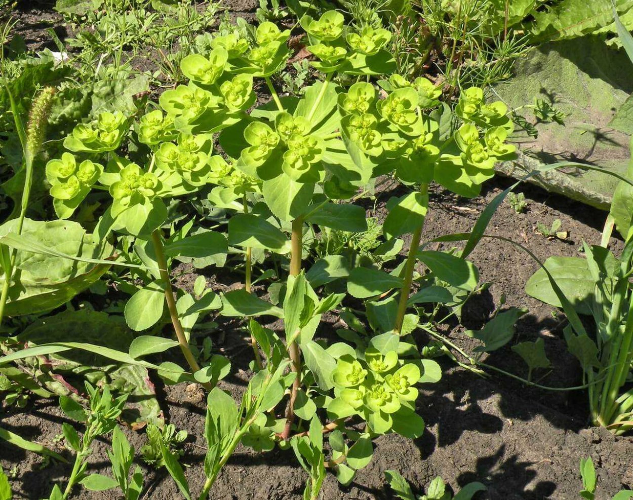 Молочай огородный