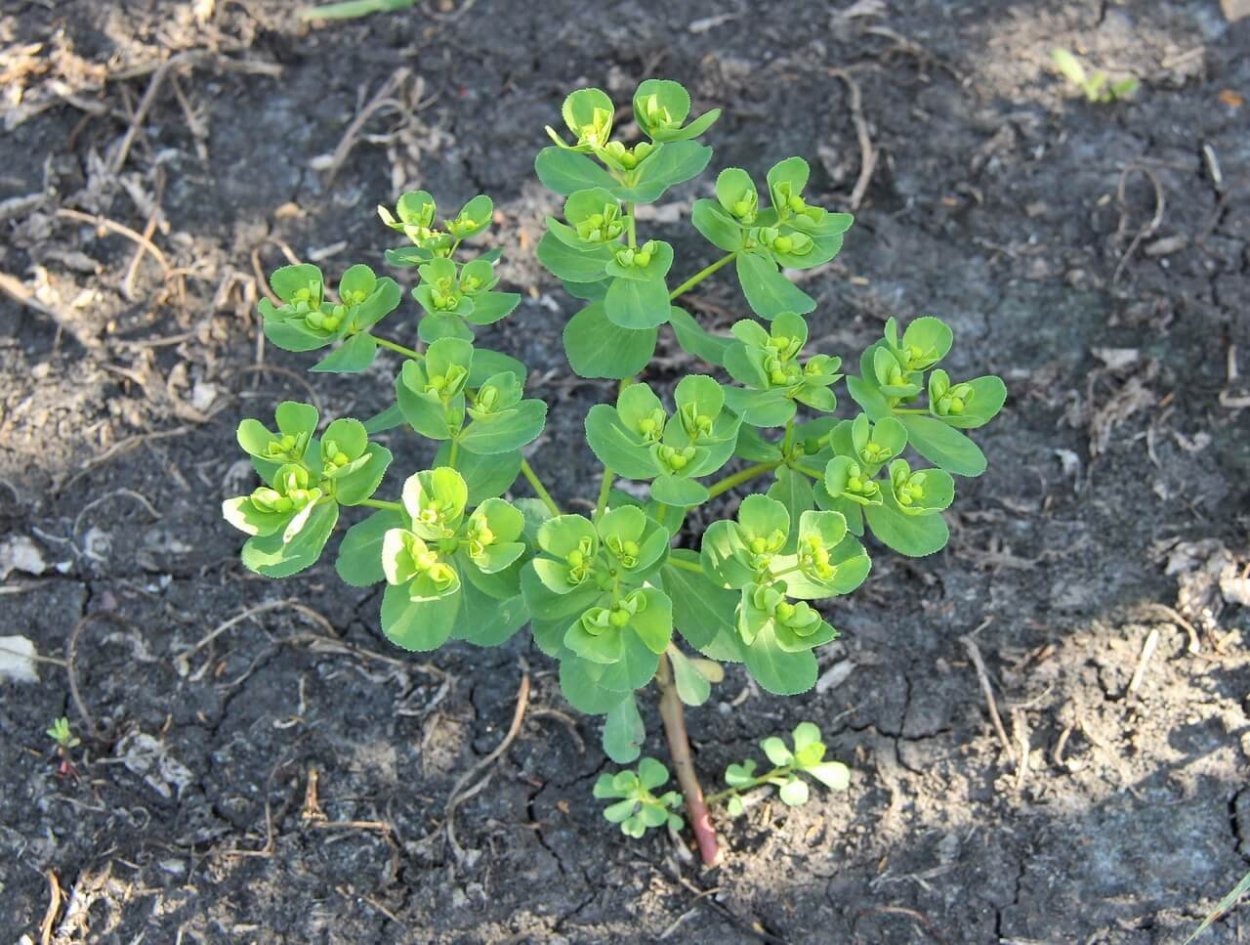 Молочай солнцегляд сорняк растение