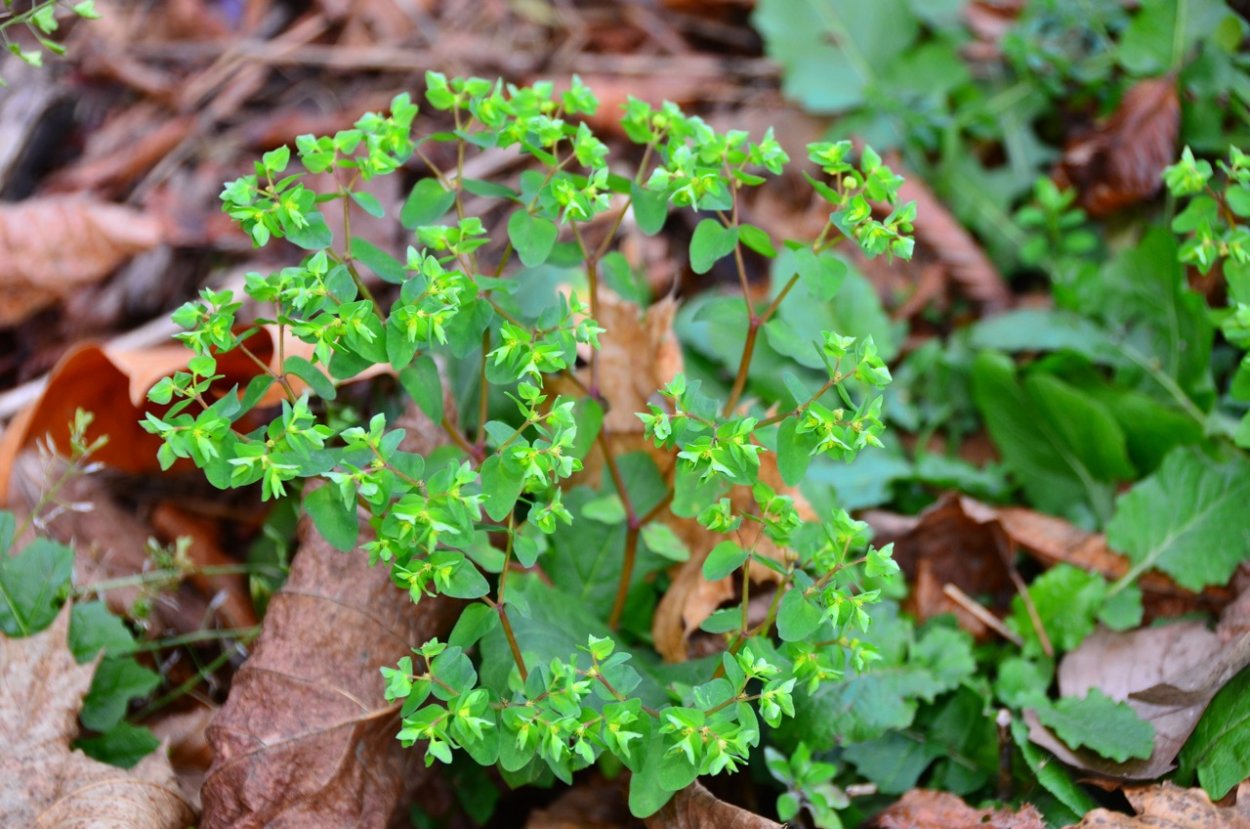 Молочай сорняк огородный