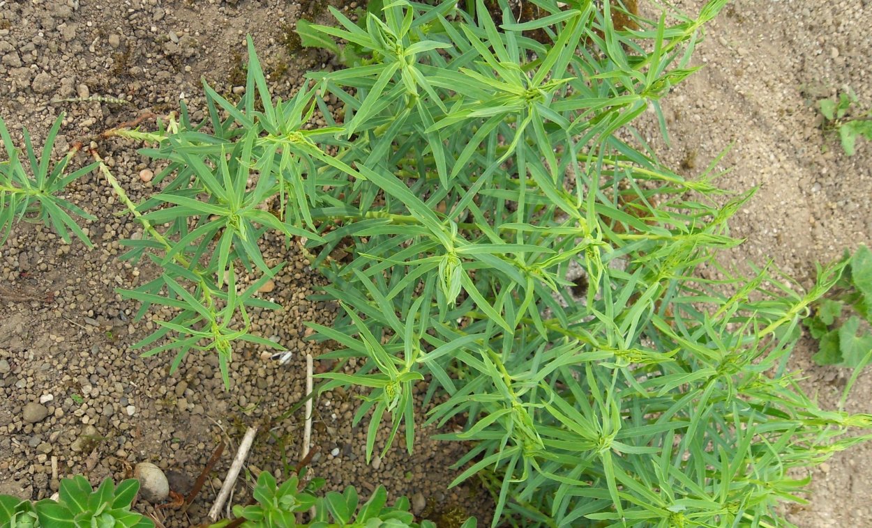 Кохия веничная сорняк