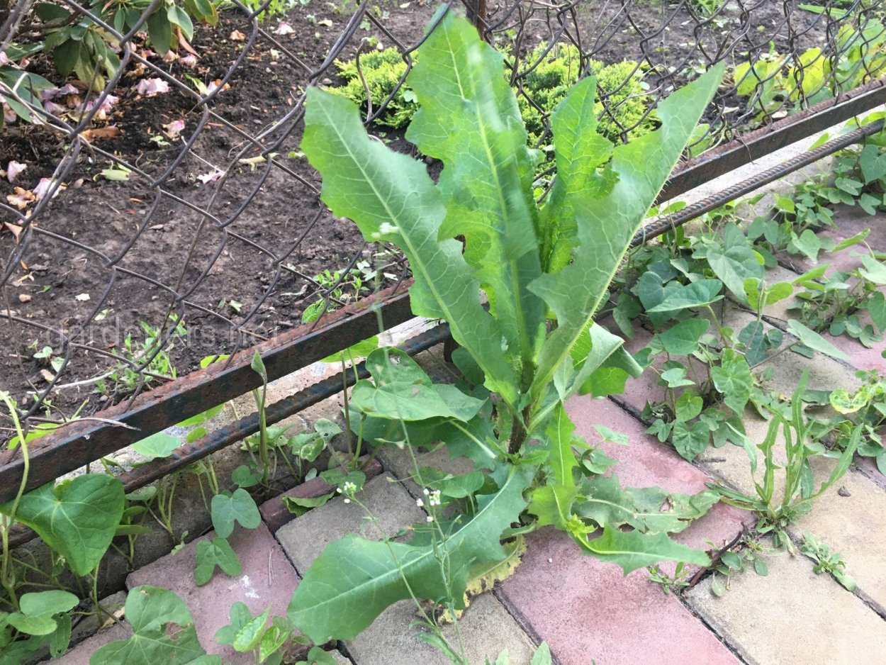 Lactuca virosa (латук ядовитый)