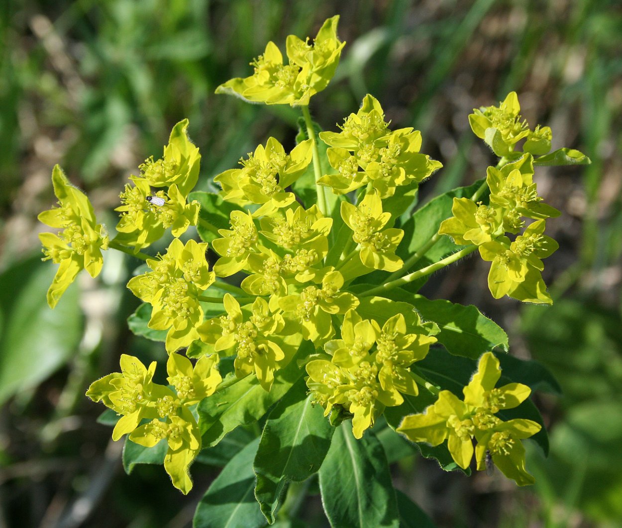Молочай бутерлаковый огородный
