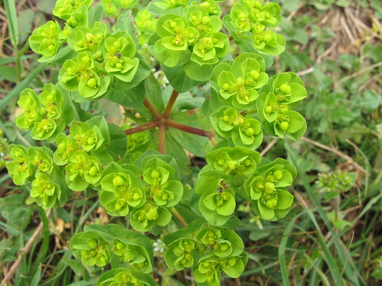 Euphorbia helioscopia молочай солнцегляд