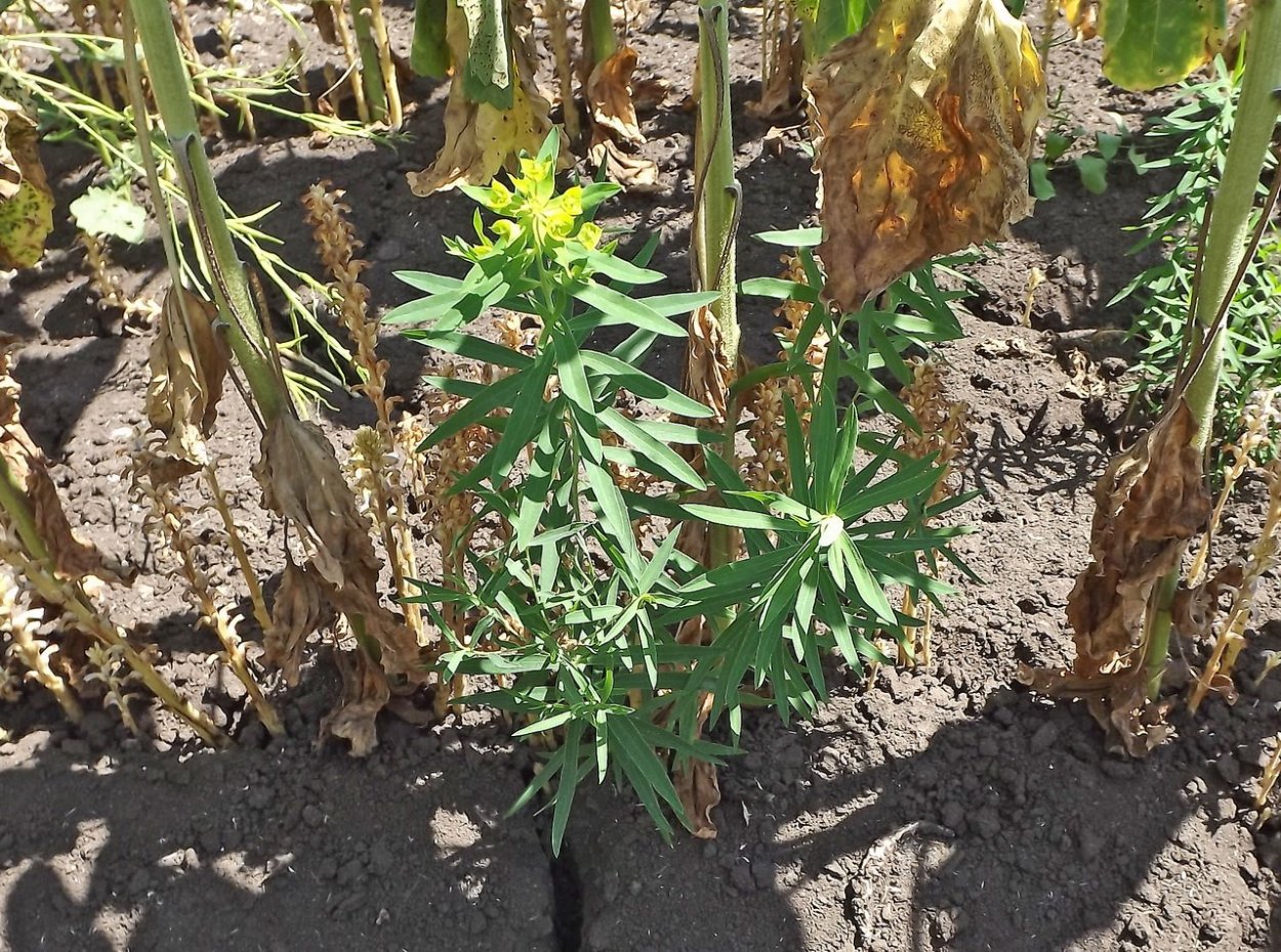 Молочай сорняк