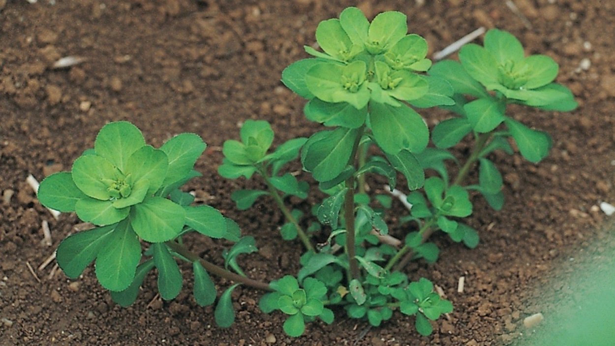 Euphorbia helioscopia молочай солнцегляд