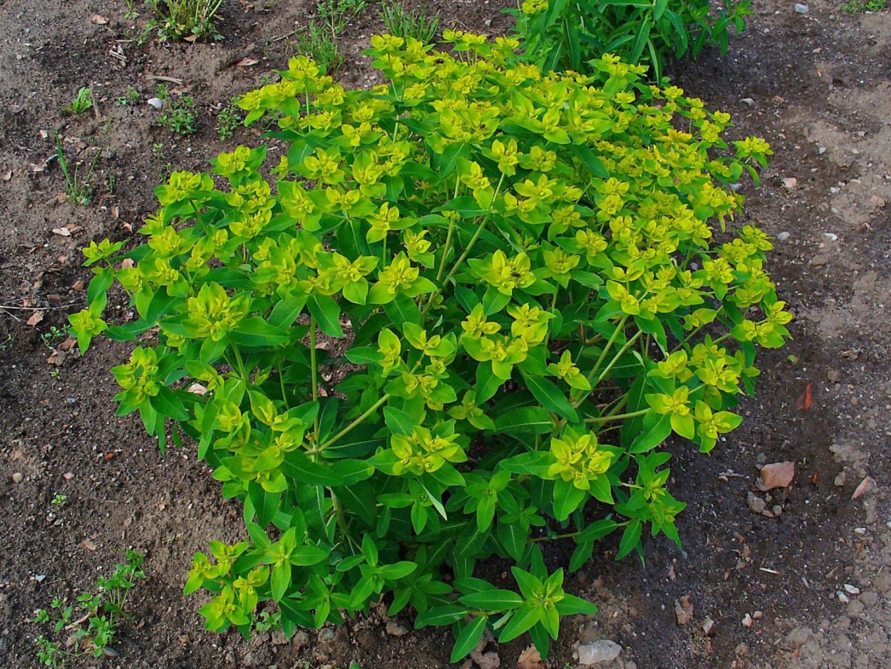 Молочай солнцегляд (Euphorbia helioscopia l.)