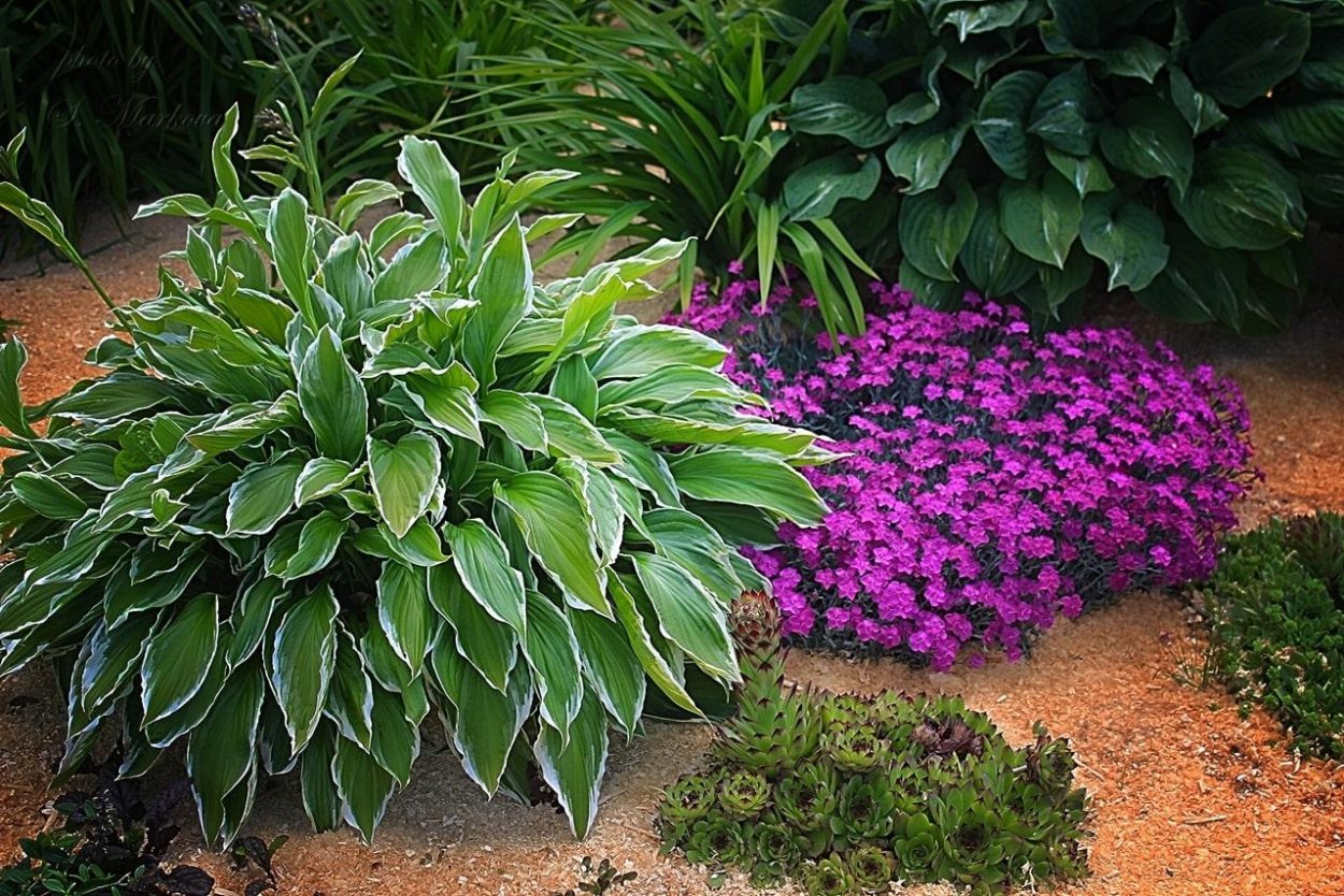 Хоста и Барвинок